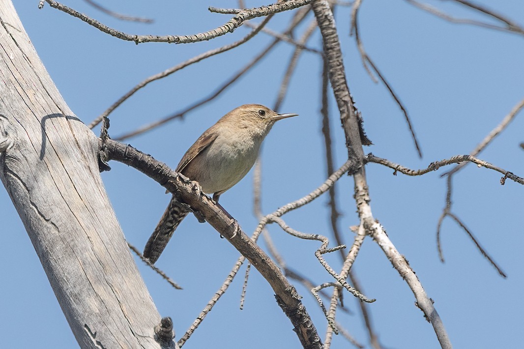 House Wren - Kathryn McGiffen