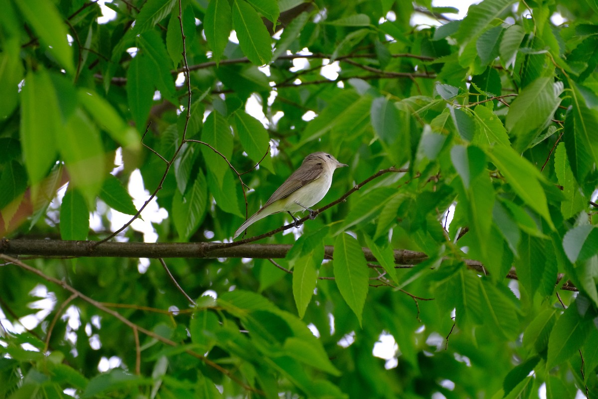 Warbling Vireo - Sam Schwieterman