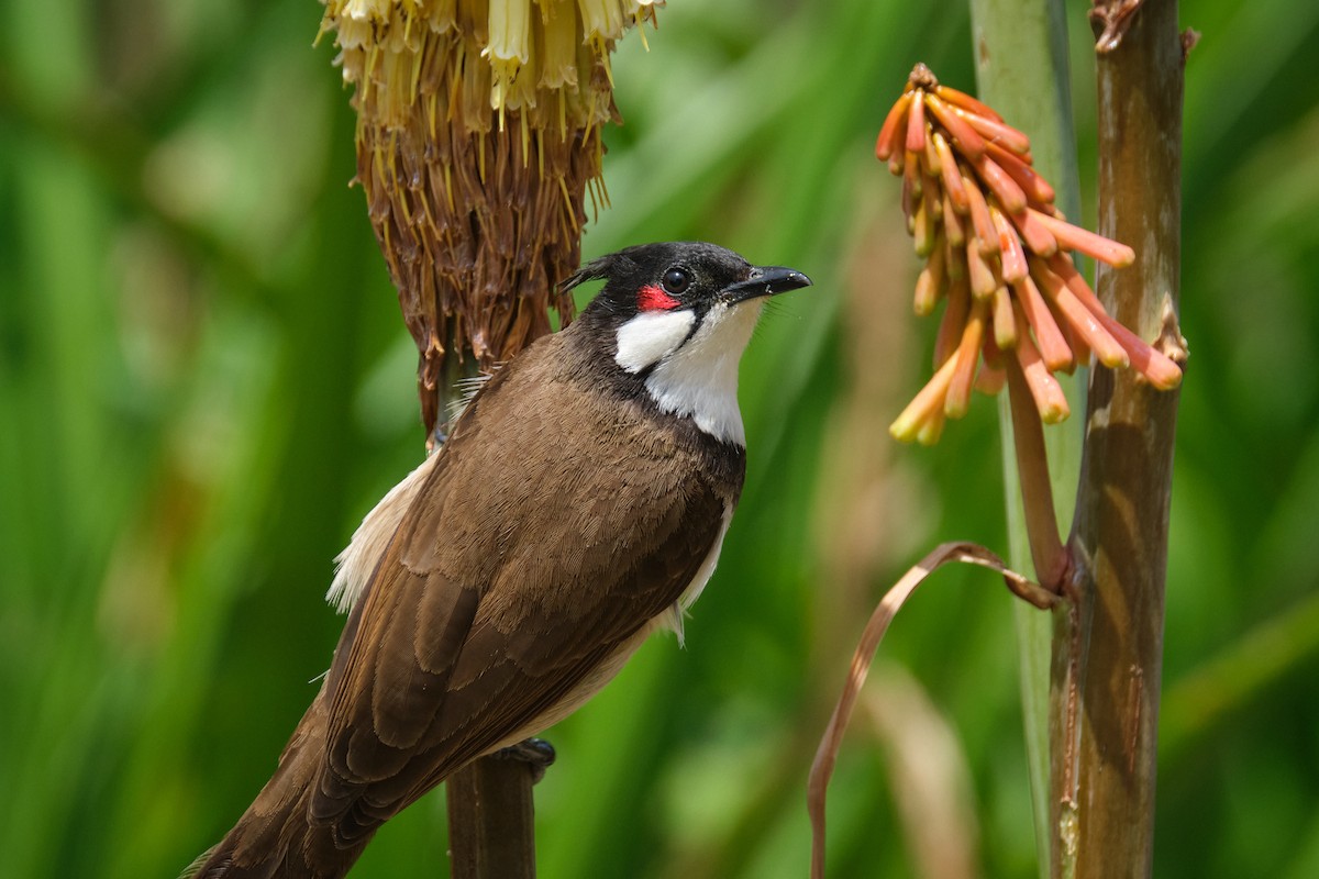 Red-whiskered Bulbul - Guillaume Stordeur