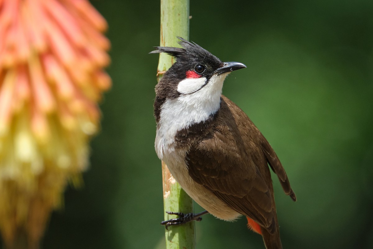 Red-whiskered Bulbul - ML618738028