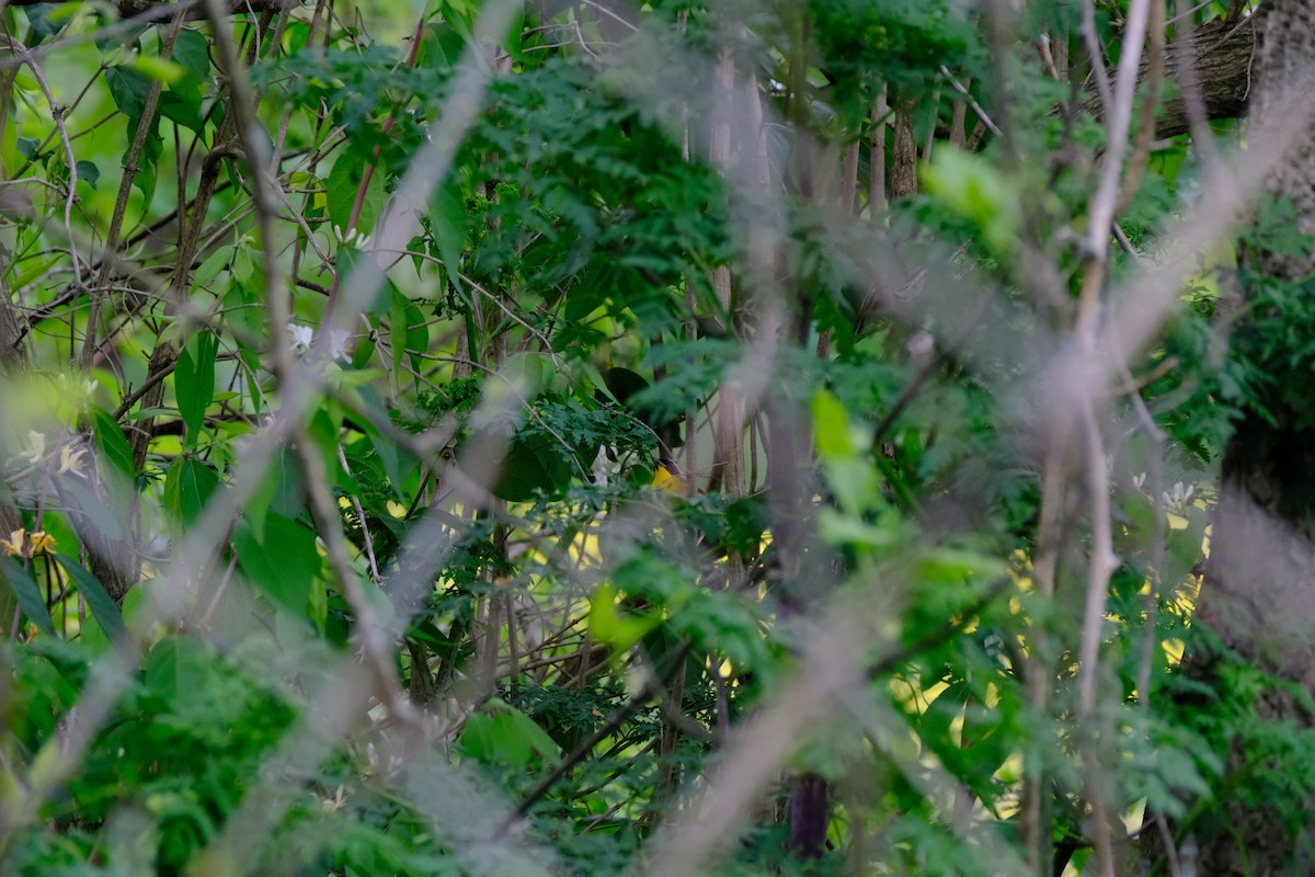 Common Yellowthroat - ML618738041