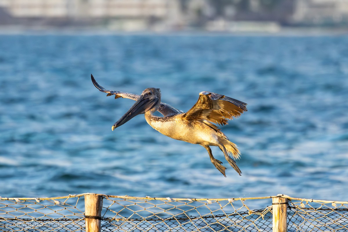 Brown Pelican - ML618738045