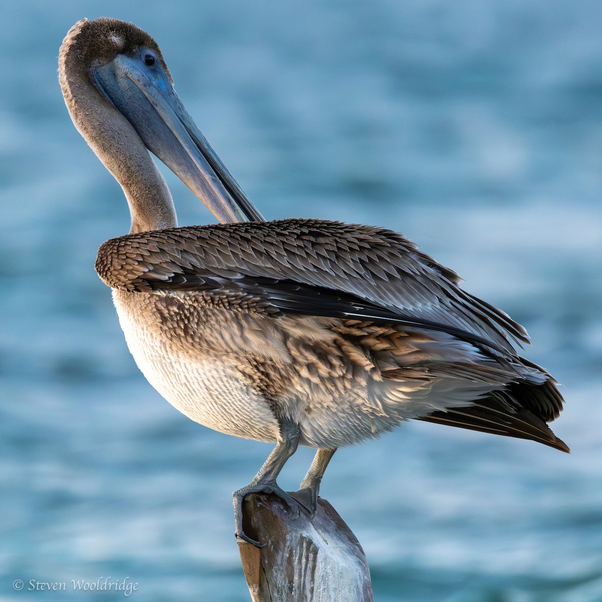 Brown Pelican - ML618738046