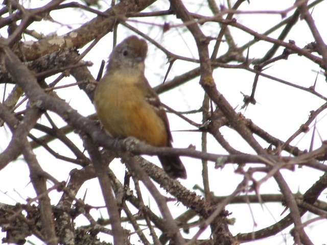 Variable Antshrike - ML618738057