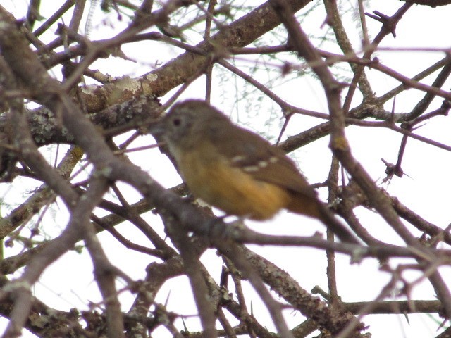 Variable Antshrike - ML618738058