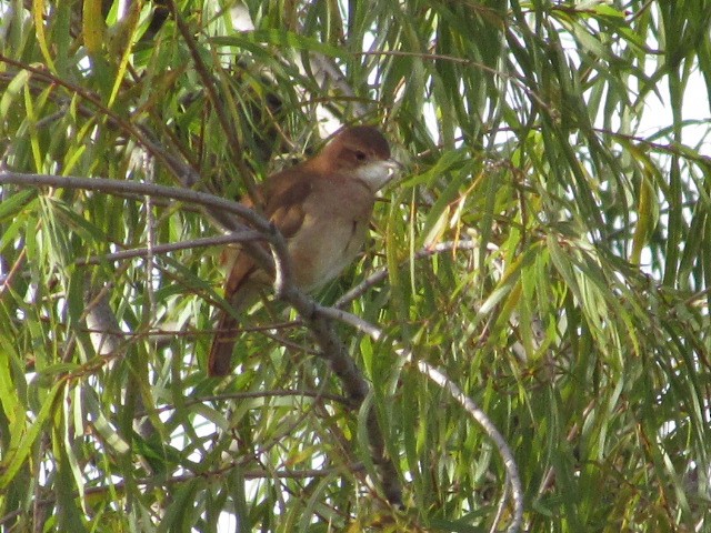 Rufous Hornero - Hugo Rodriguez