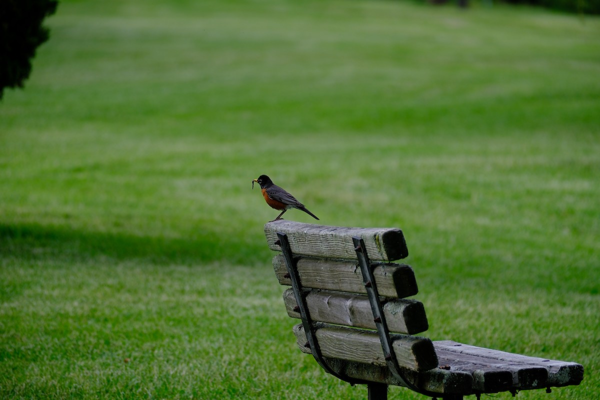 American Robin - ML618738109