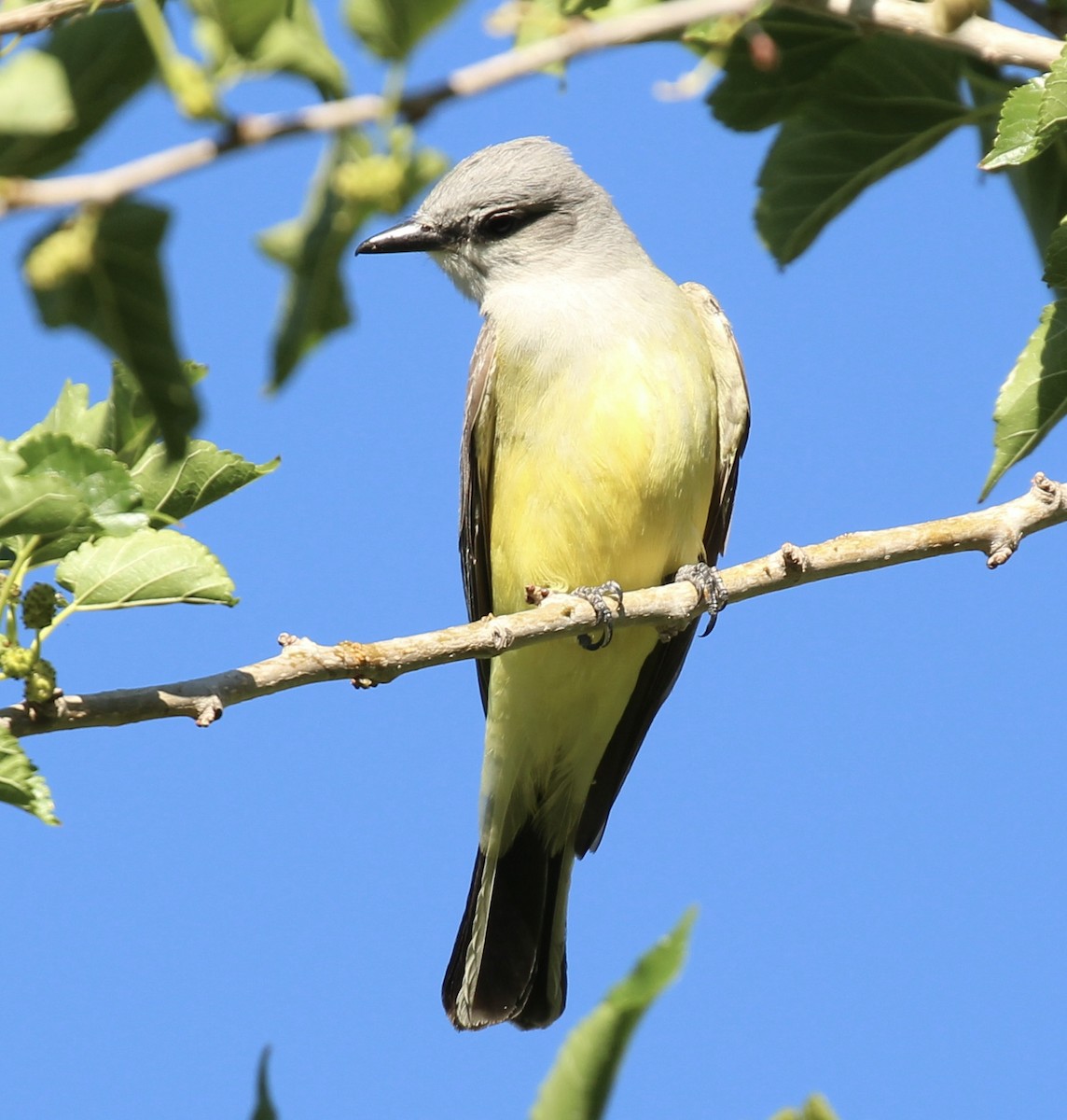 Western Kingbird - Toni McQuivey Taylor