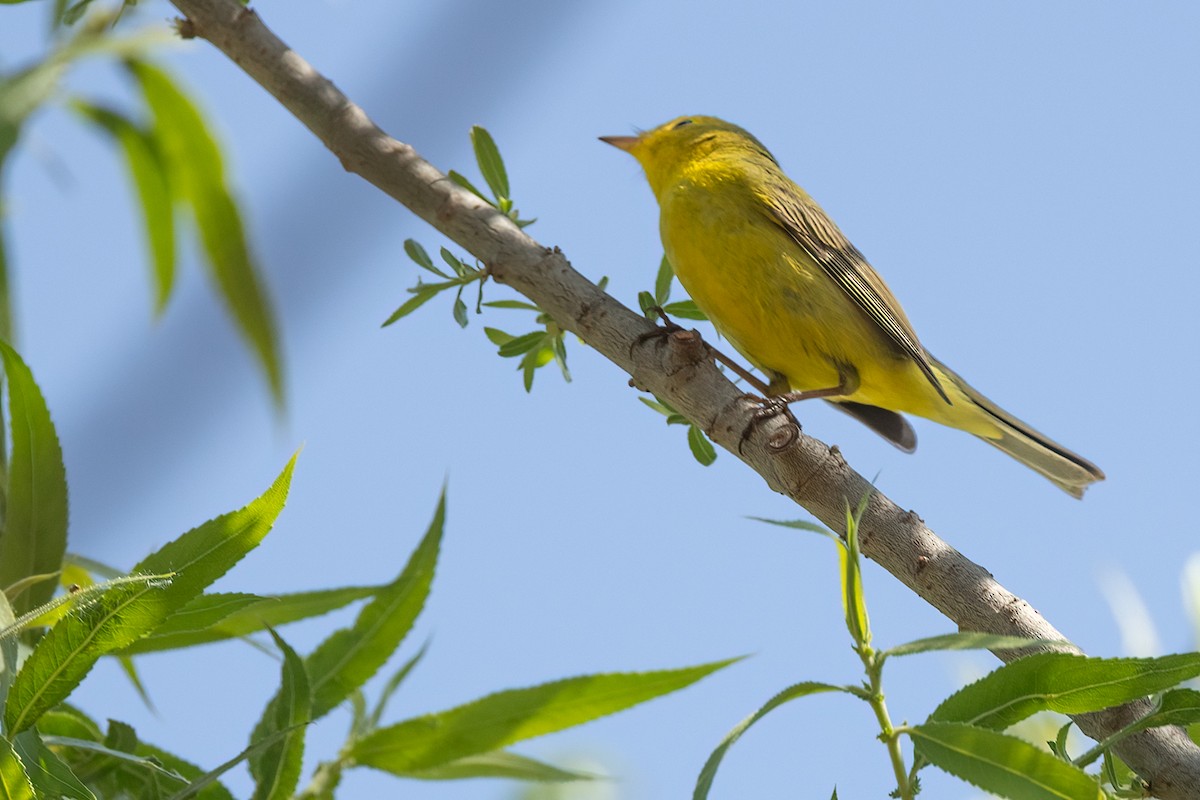 Wilson's Warbler - ML618738118