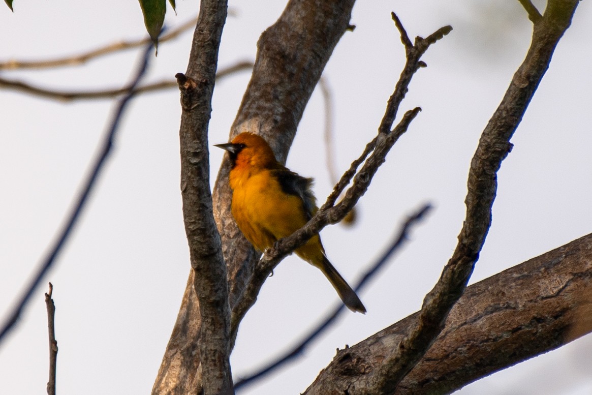 Orange Oriole - Bill Tollefson