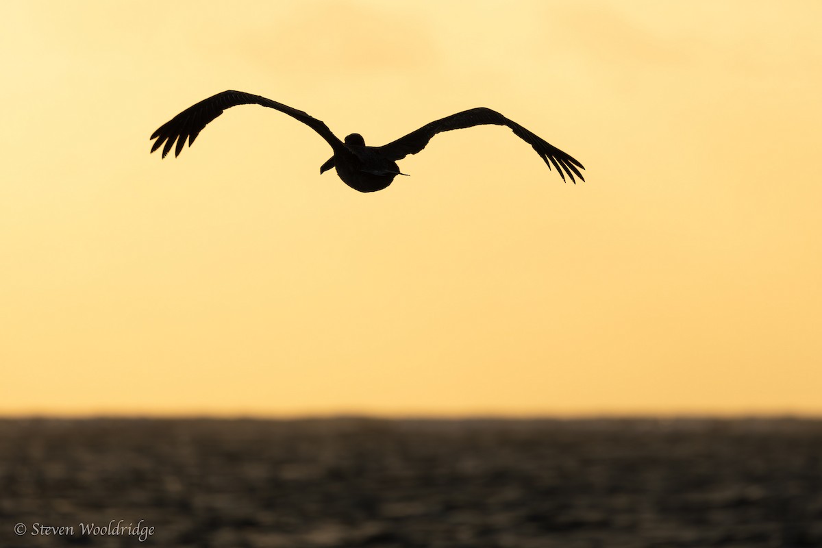 Brown Pelican - ML618738149