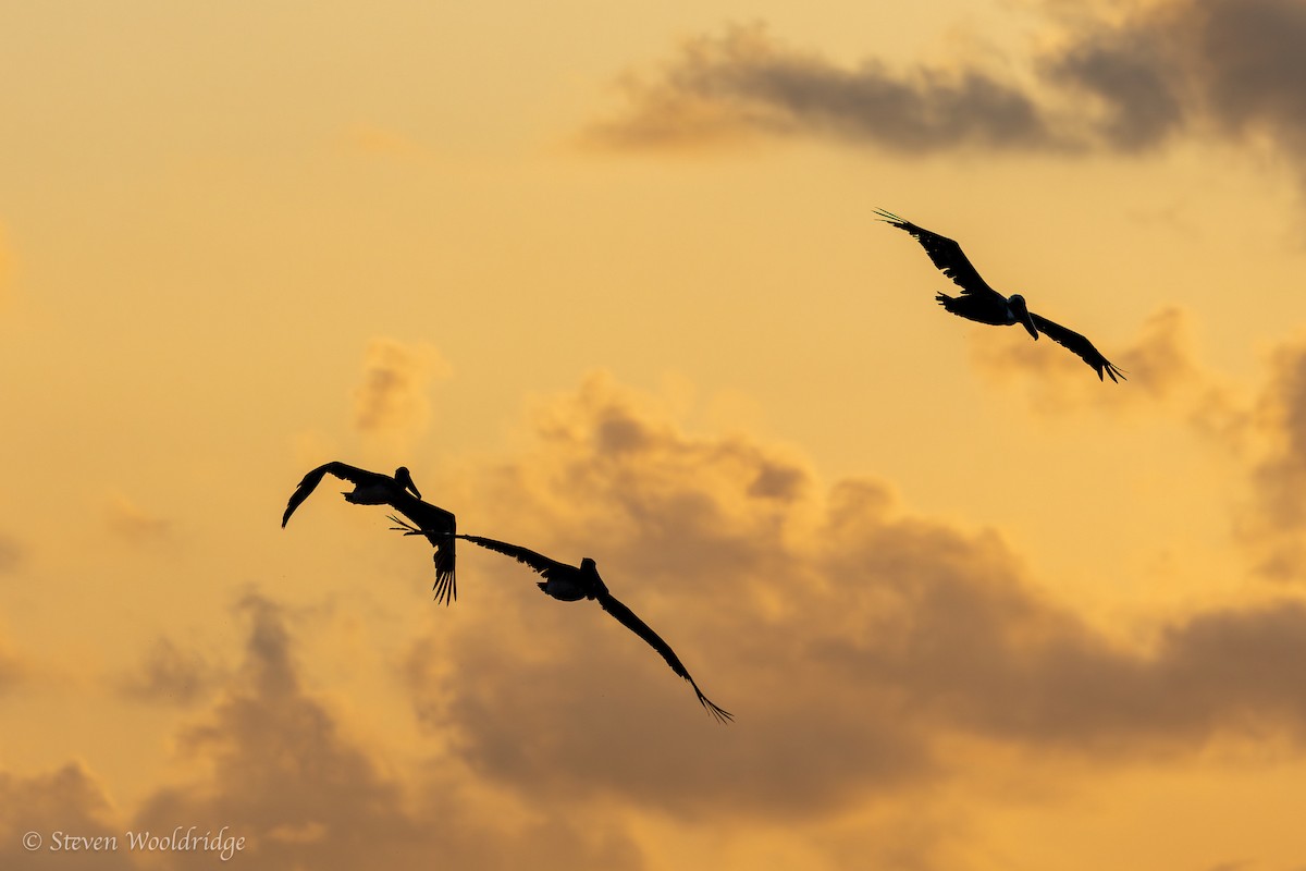 Brown Pelican - ML618738152