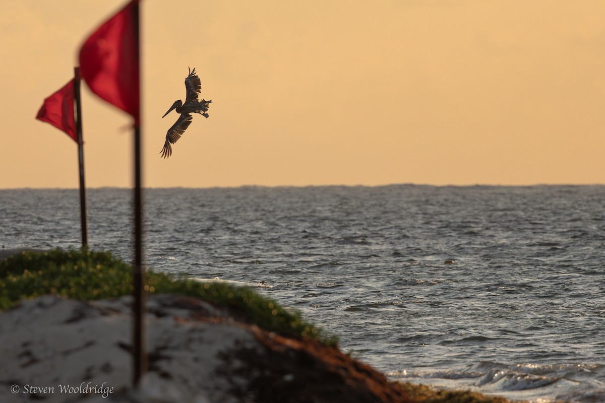 Brown Pelican - ML618738153