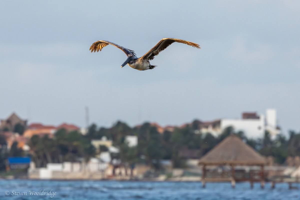 Brown Pelican - ML618738154