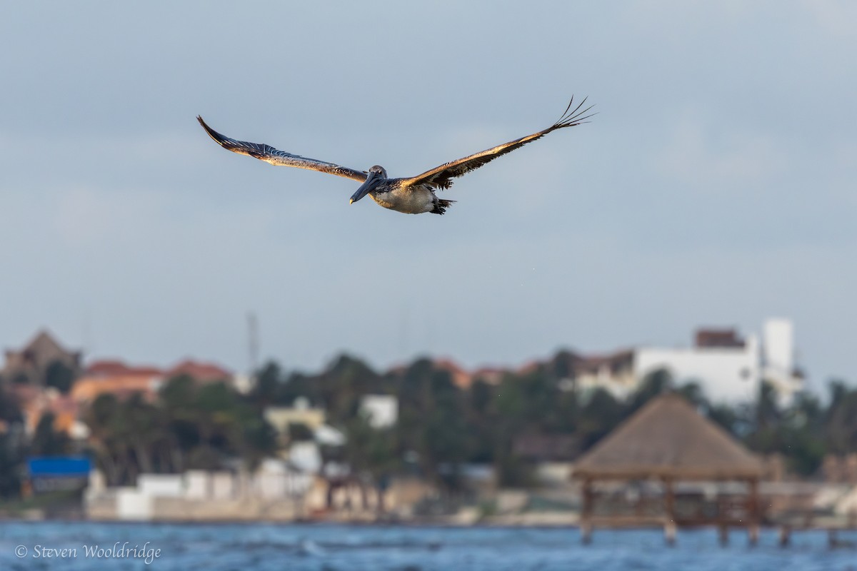 Brown Pelican - ML618738156