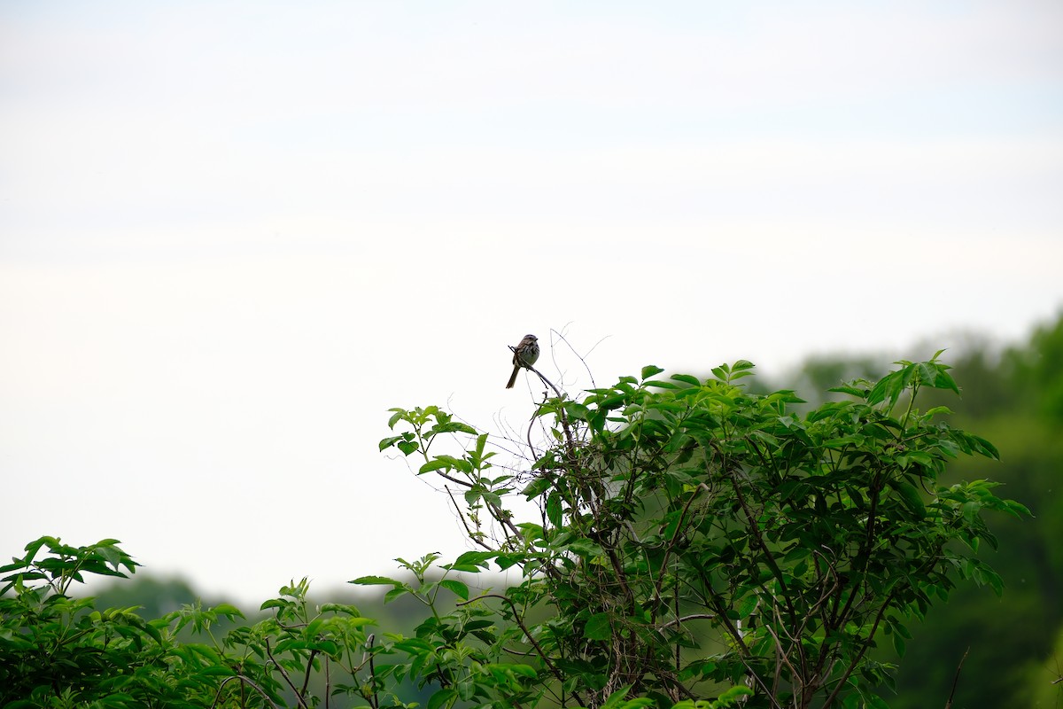 Song Sparrow - ML618738160