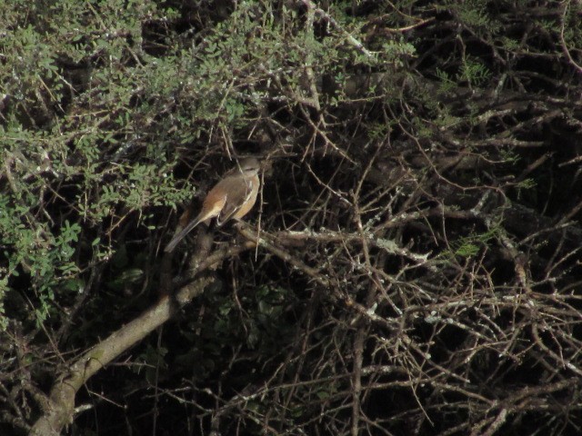 White-banded Mockingbird - ML618738171