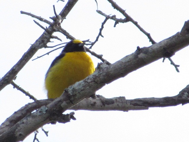 Purple-throated Euphonia - ML618738204