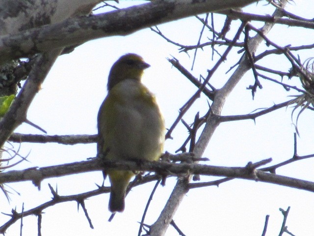 Purple-throated Euphonia - ML618738205