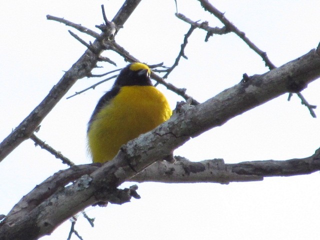 Purple-throated Euphonia - ML618738206