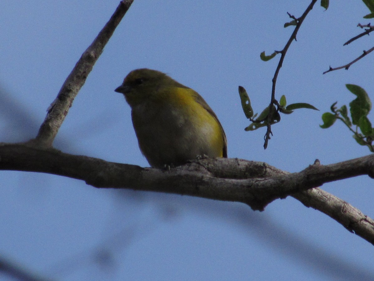 Purple-throated Euphonia - ML618738207