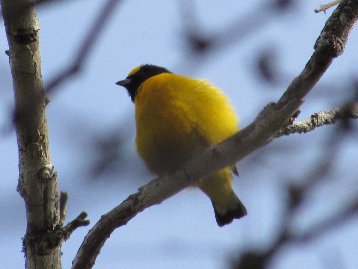 Purple-throated Euphonia - ML618738208