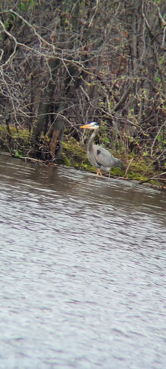 Great Blue Heron - Ross Hoerman