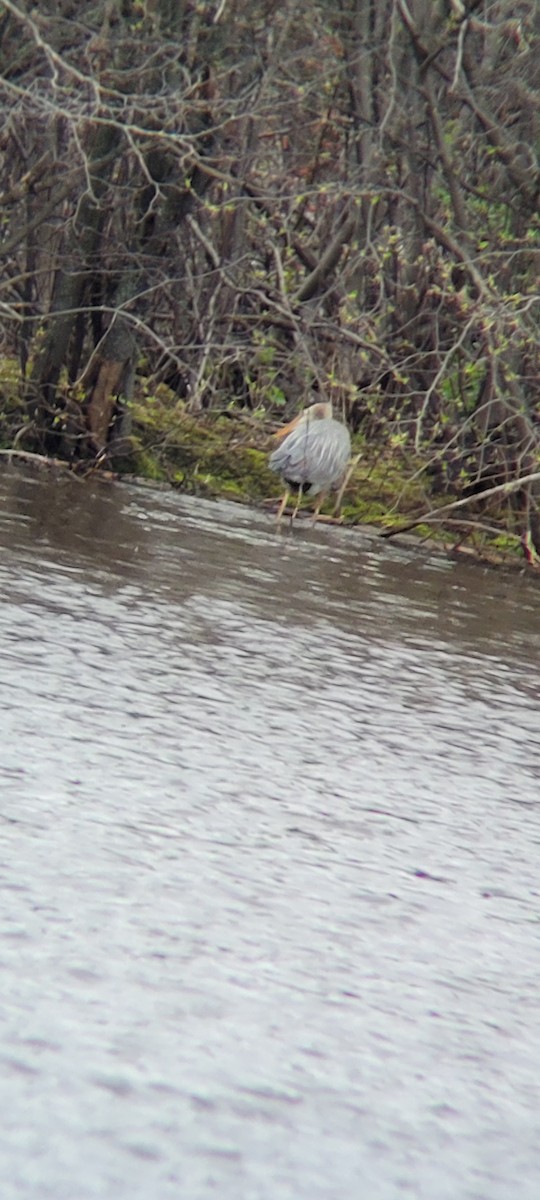 Great Blue Heron - ML618738211