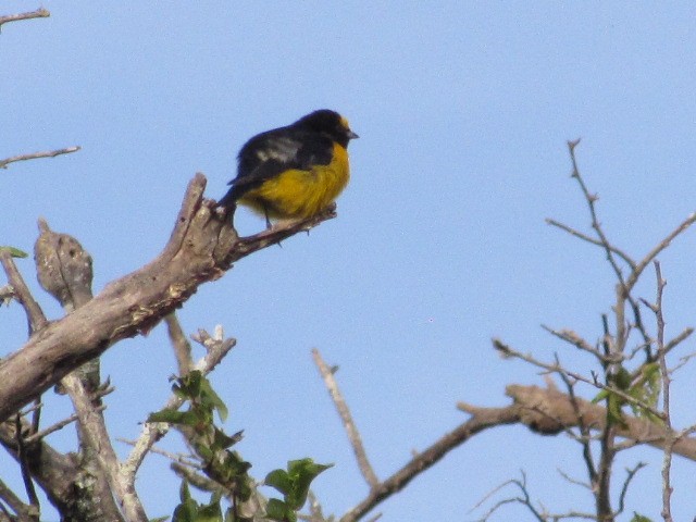 Purple-throated Euphonia - Hugo Rodriguez