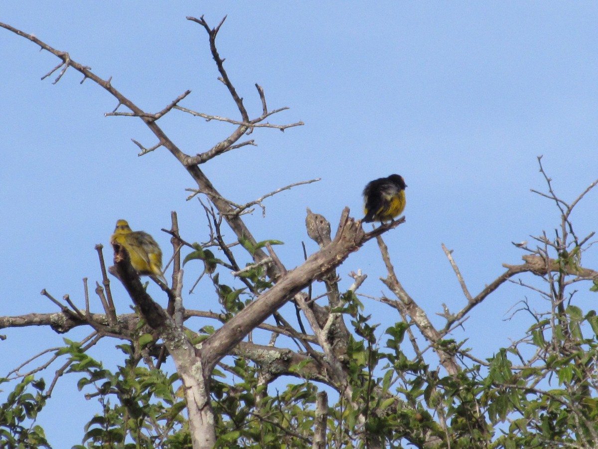 Purple-throated Euphonia - ML618738236