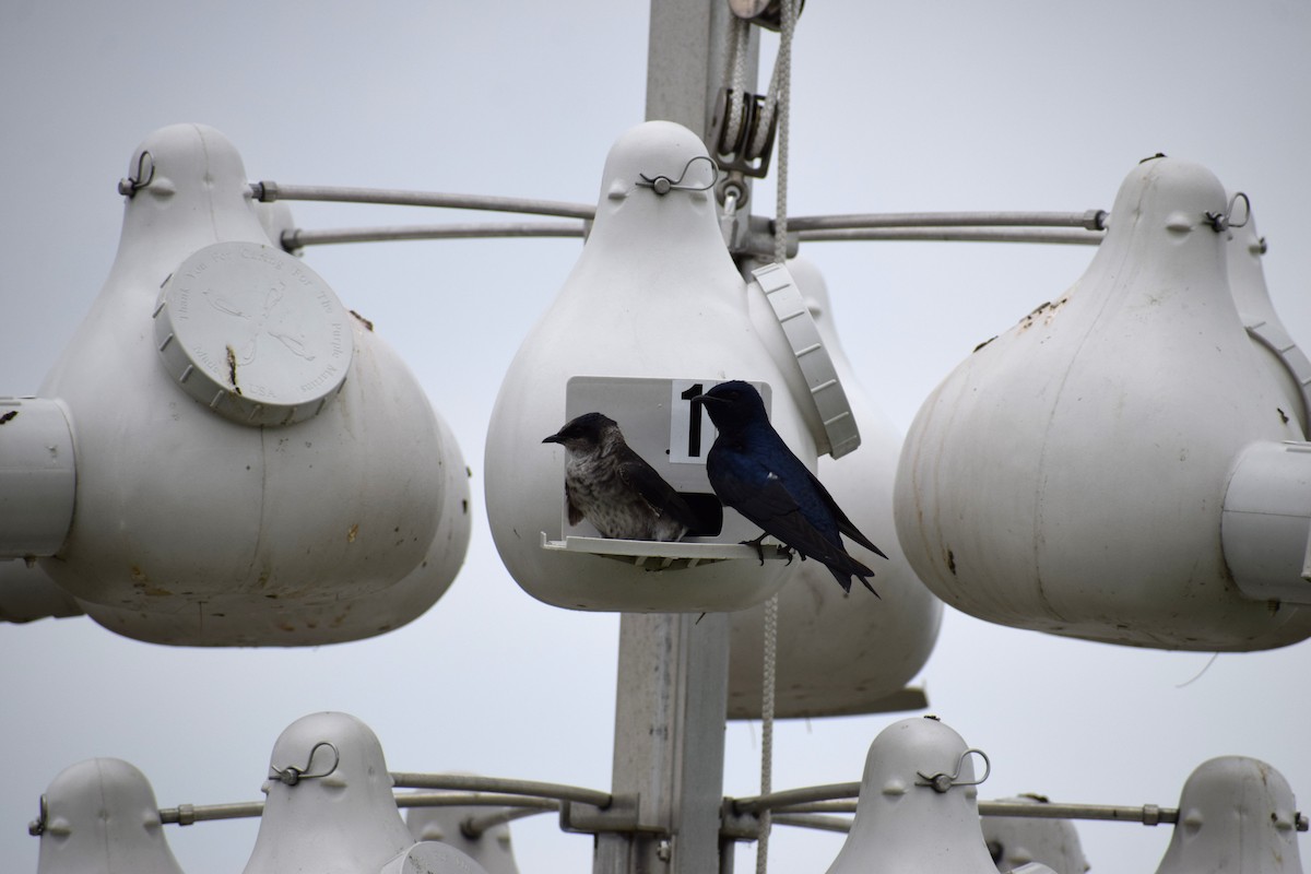 Purple Martin - Andrew Naert