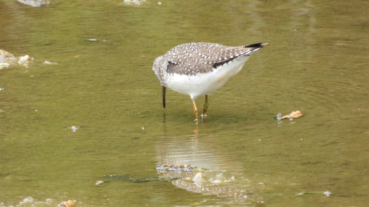 Solitary Sandpiper - ML618738249