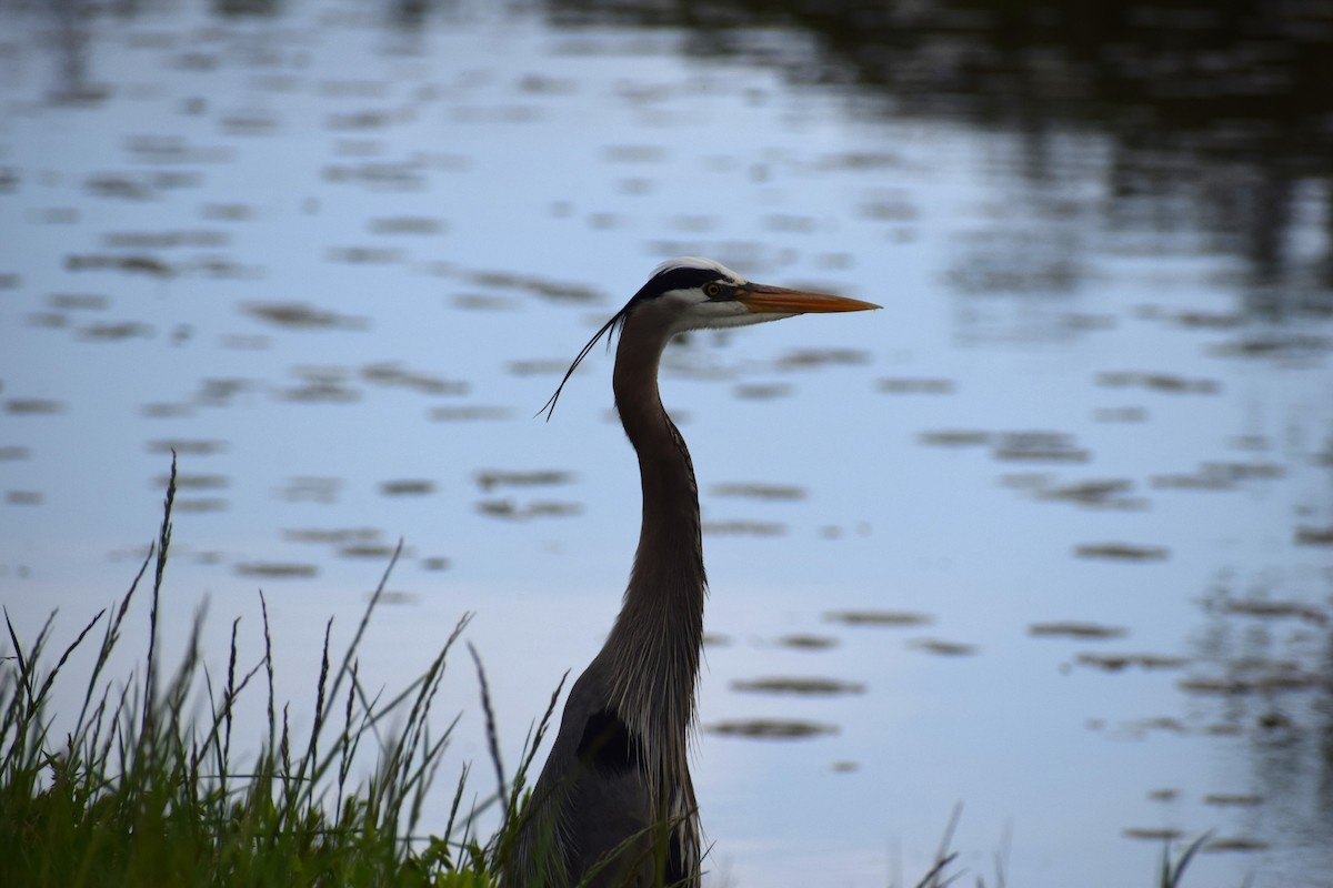 Great Blue Heron - ML618738289