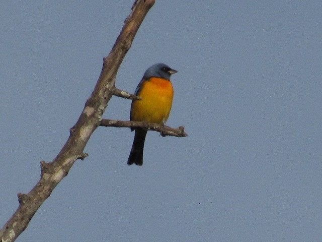 Blue-and-yellow Tanager - ML618738293