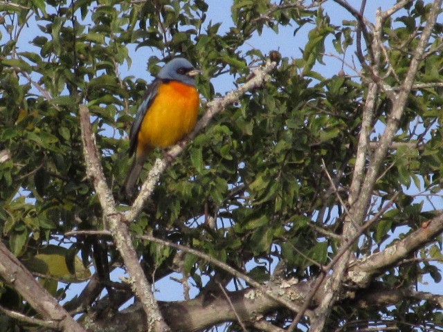 Blue-and-yellow Tanager - ML618738295