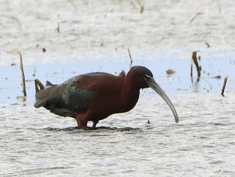 Glossy Ibis - Dan Mendenhall