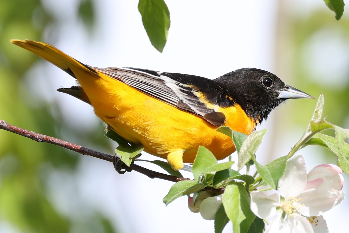 Baltimore Oriole - ML618738320