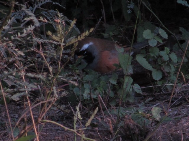 Many-colored Chaco Finch - ML618738325