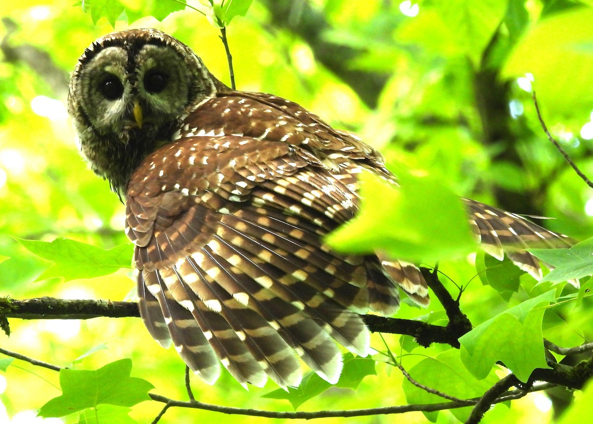 Barred Owl - ML618738330