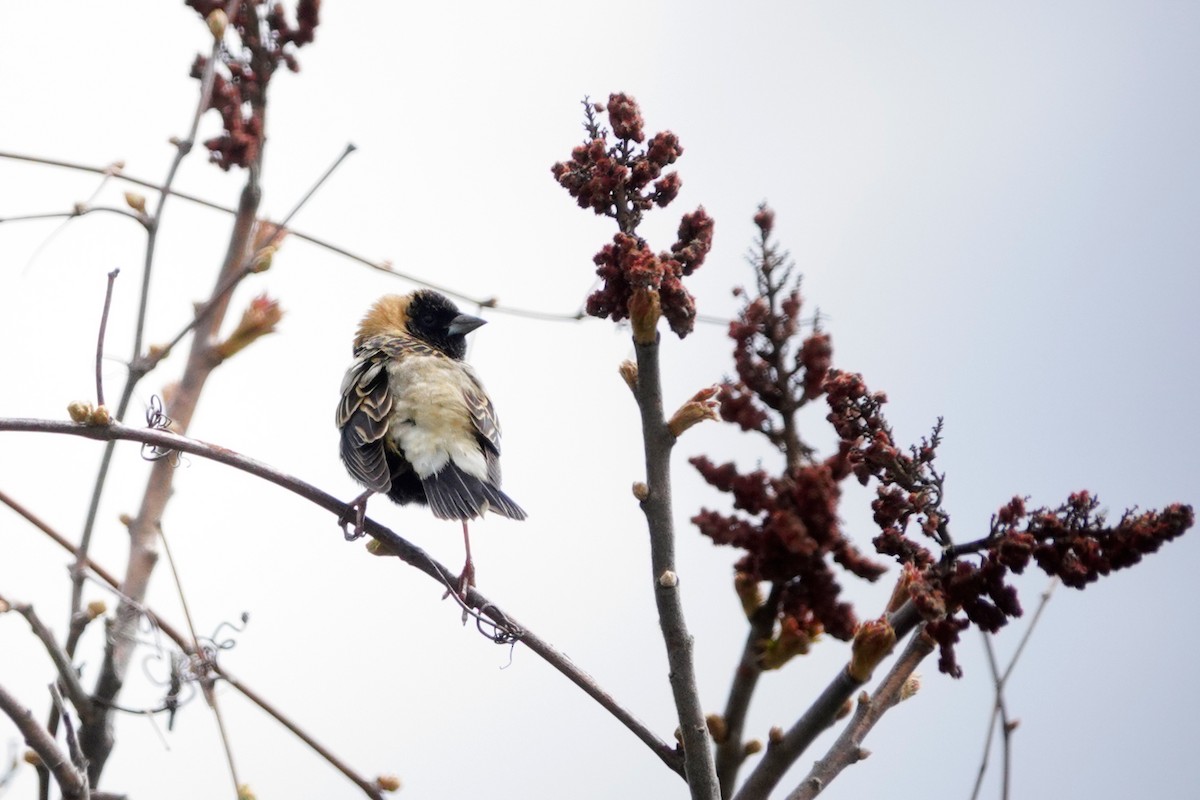 bobolink - ML618738361