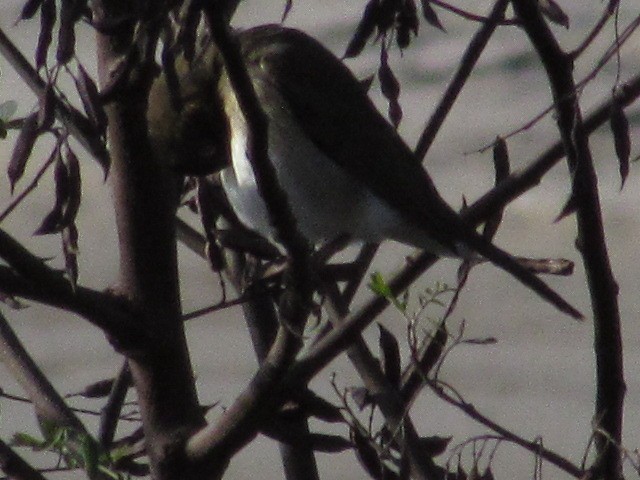 Creamy-bellied Thrush - ML618738366