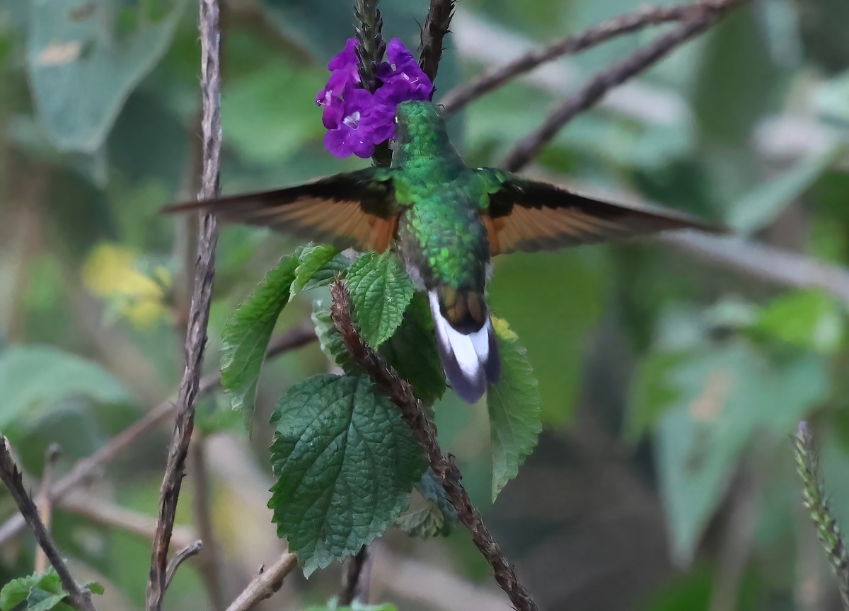 Stripe-tailed Hummingbird - ML618738400