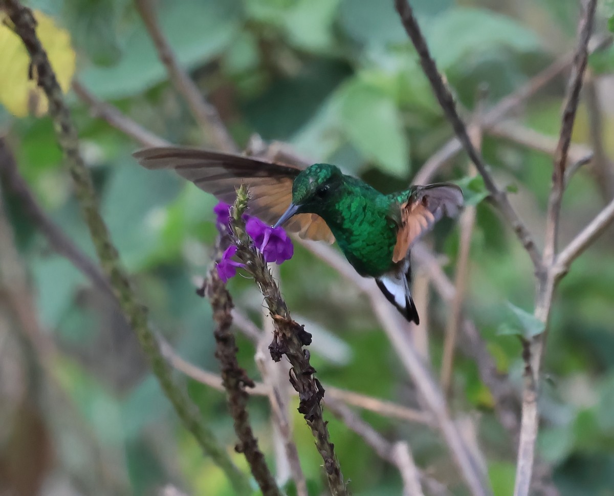 Stripe-tailed Hummingbird - ML618738401
