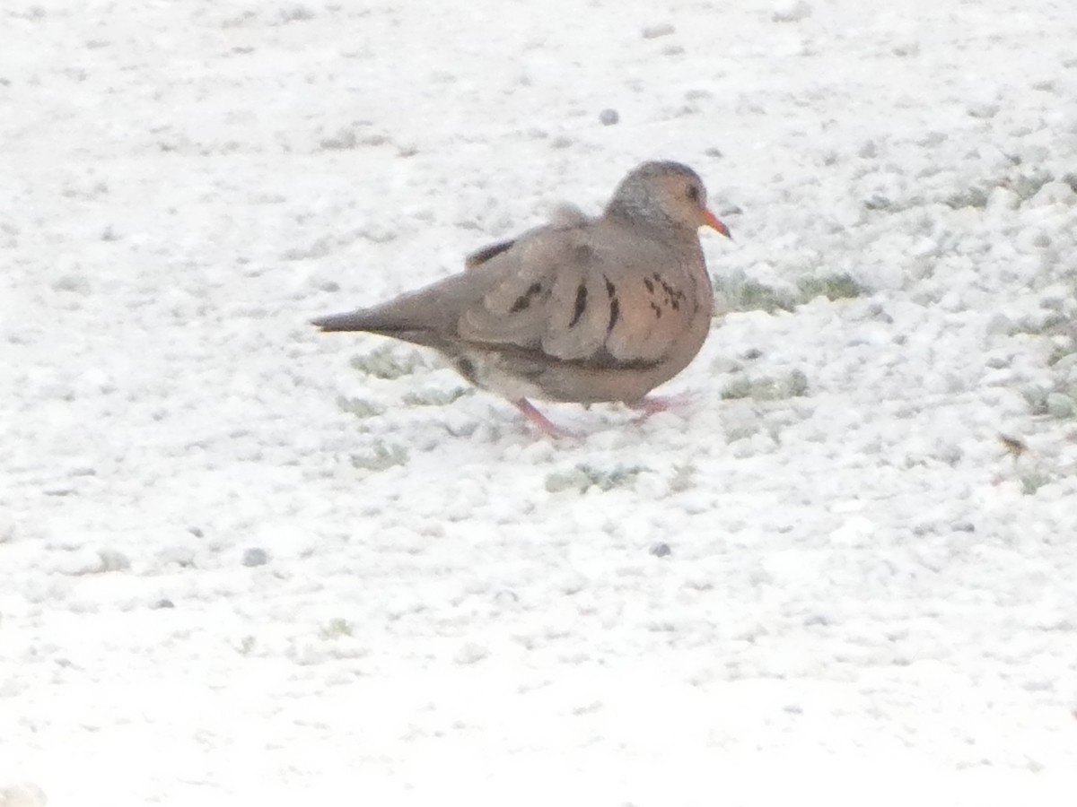 Common Ground Dove - ML618738416