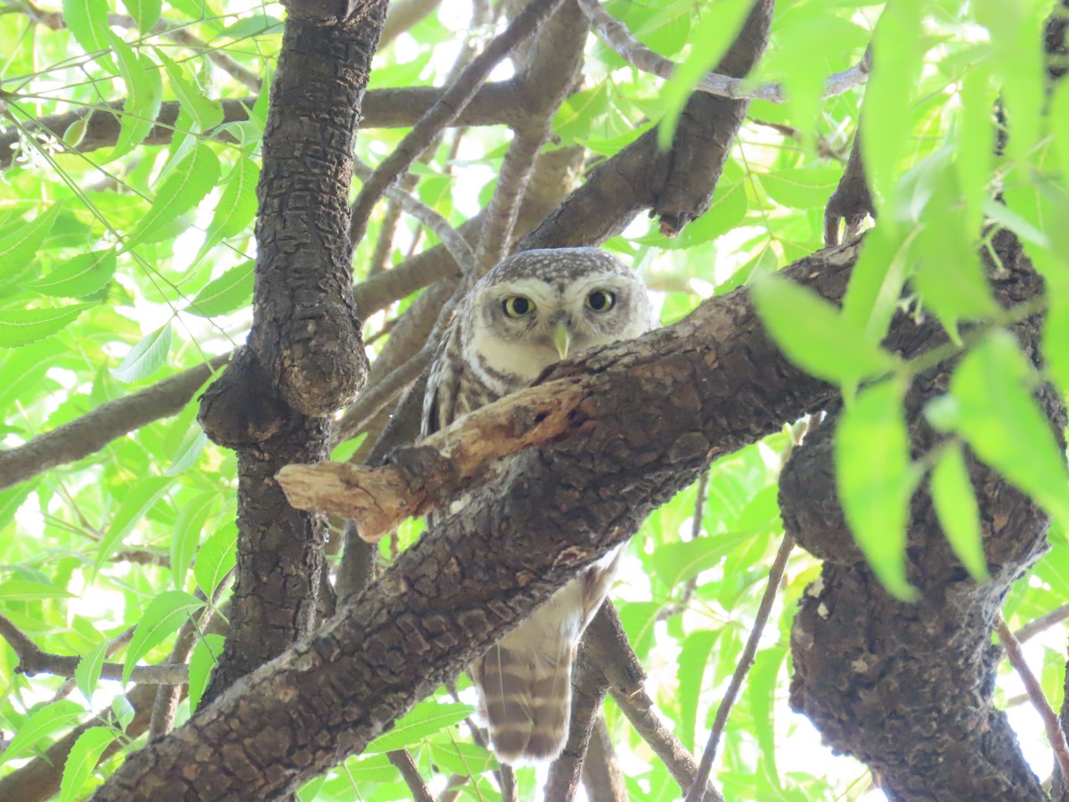 Spotted Owlet - Shilpa Gadgil