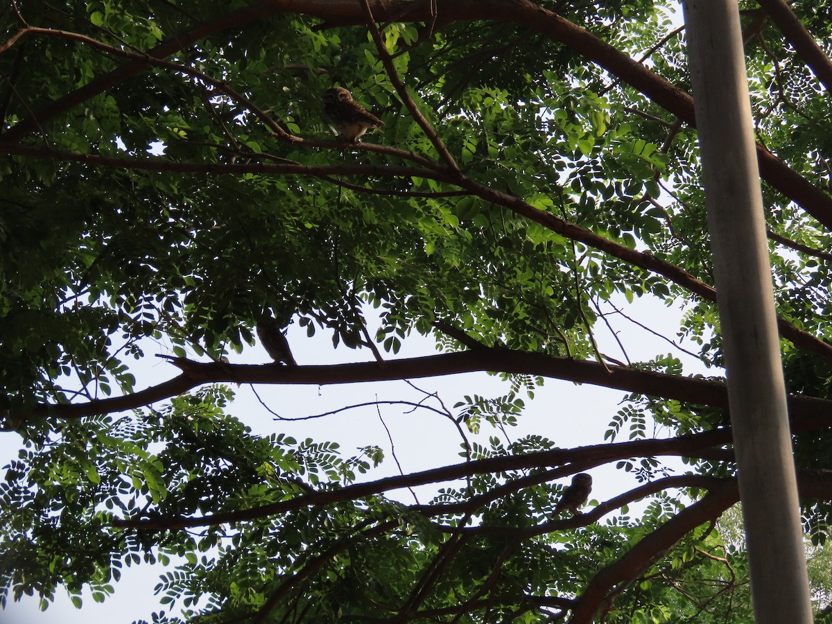 Spotted Owlet - Shilpa Gadgil