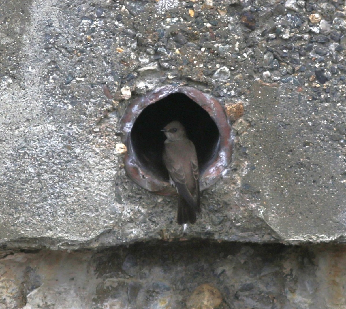 Northern Rough-winged Swallow - ML618738446