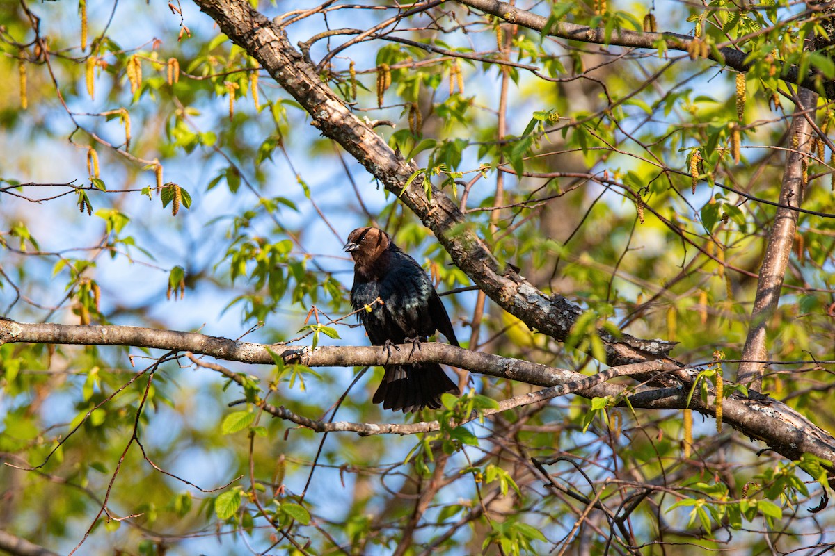 Brown-headed Cowbird - jean paquette