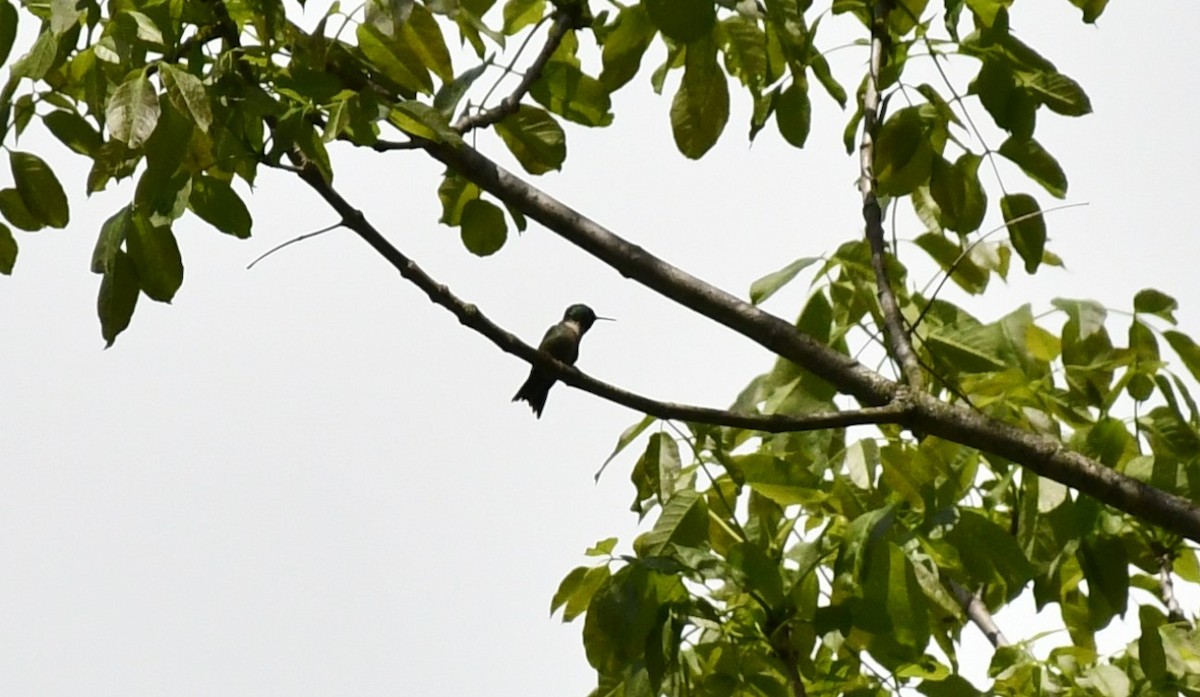 Ruby-throated Hummingbird - Brian Kenney