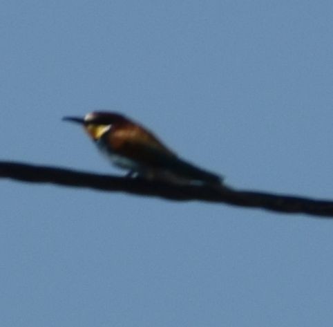 European Bee-eater - Sally Anderson